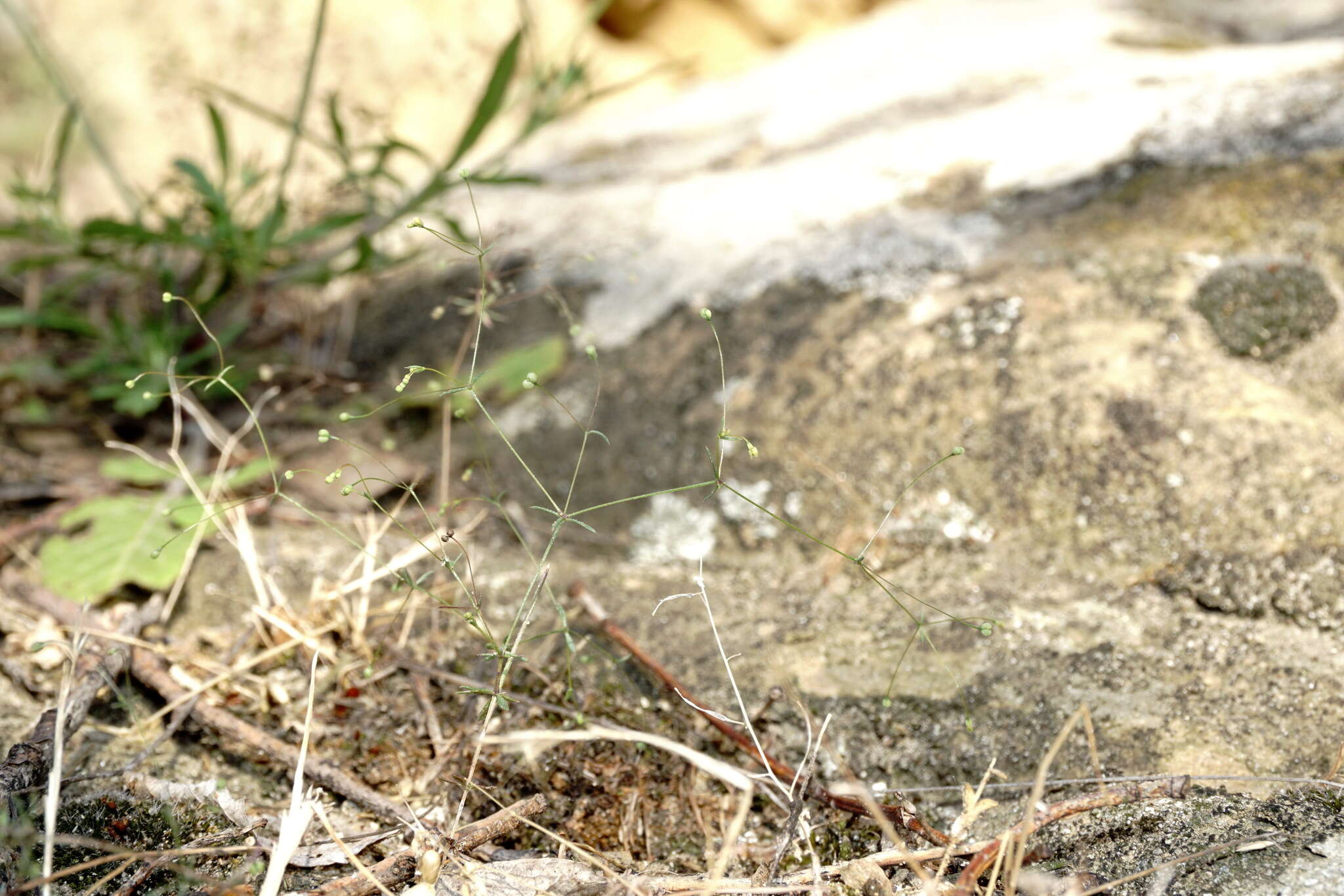 Image of Galium tenuissimum M. Bieb.