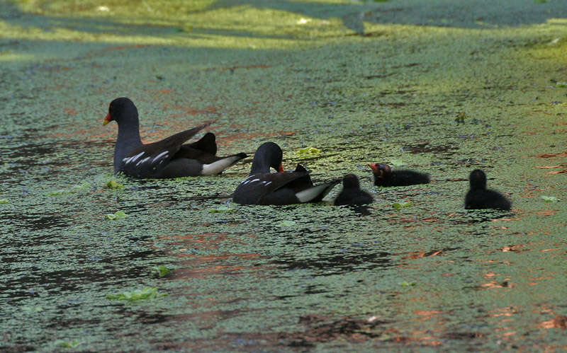 Image of Common Moorhen