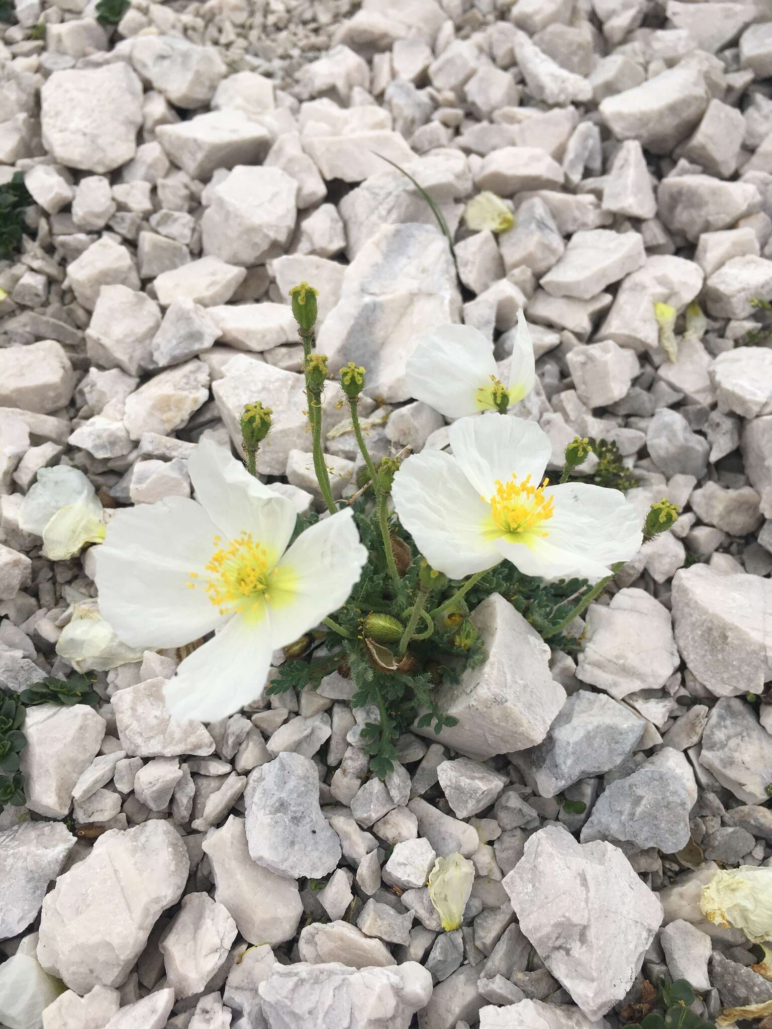 Image of Papaver ernesti-mayeri (Markgraf) T. Wraber