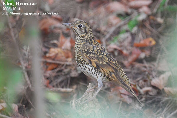 Image of White's Thrush