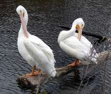 Image of American White Pelican