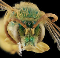 Image of Metallic Green Bees