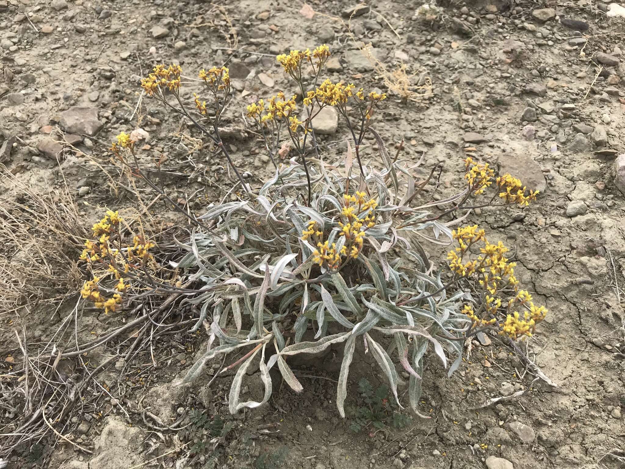 Plancia ëd Eriogonum brevicaule Nutt.