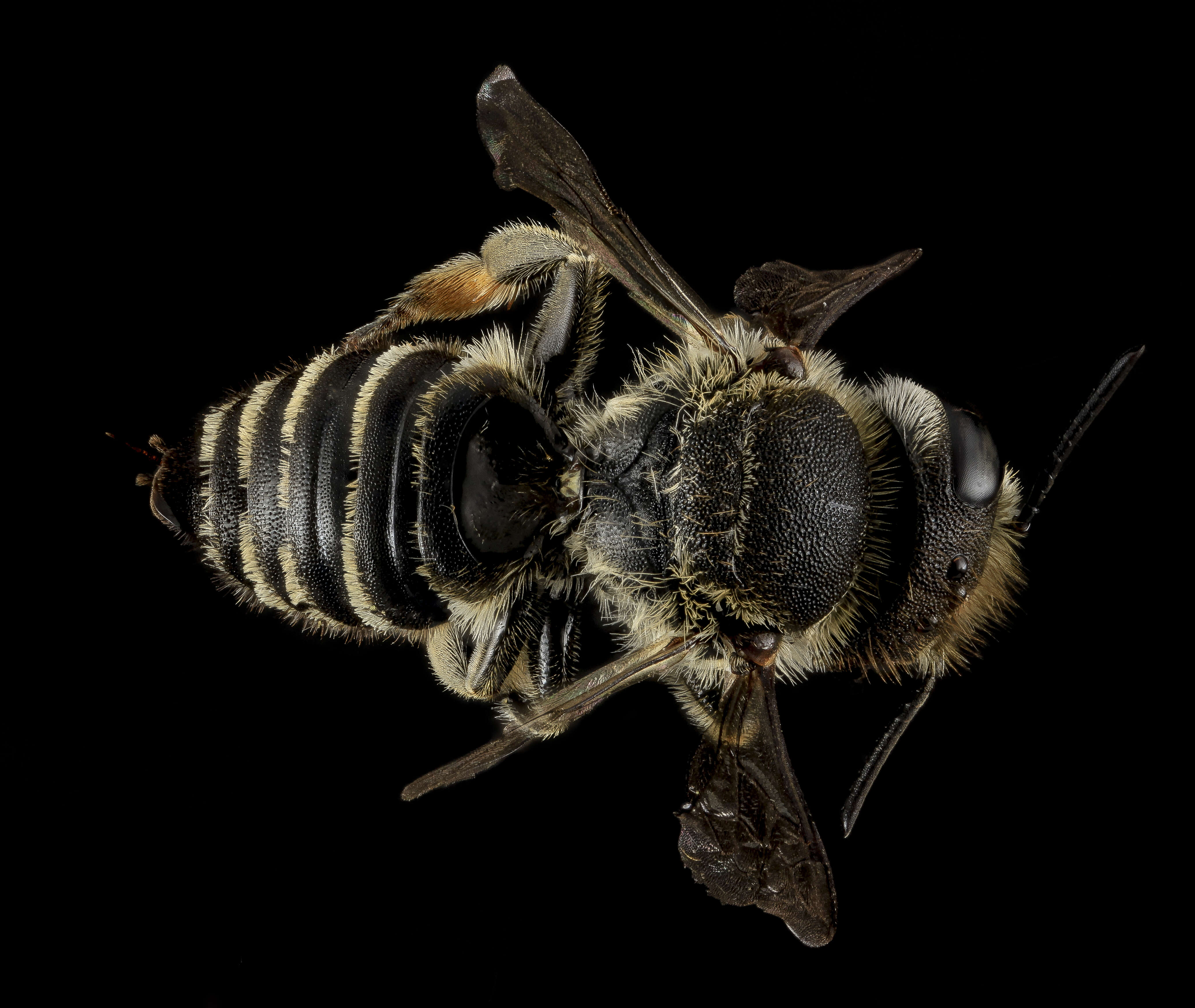 Image of Alfalfa Leafcutter Bee