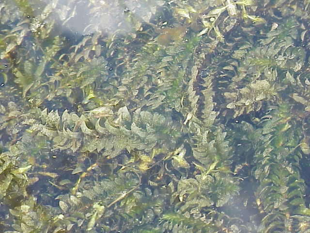 Image of western waterweed