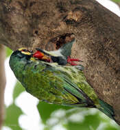 Image of Asian barbets