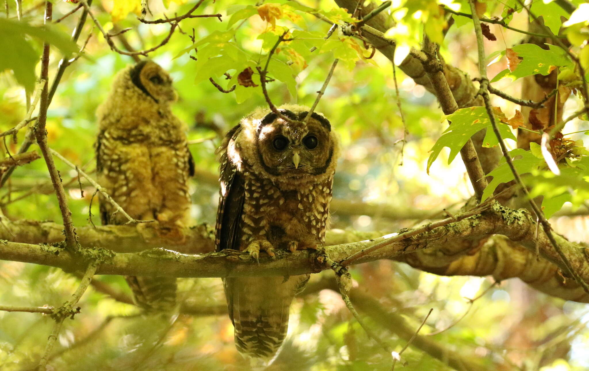 Image of Northern Spotted Owl