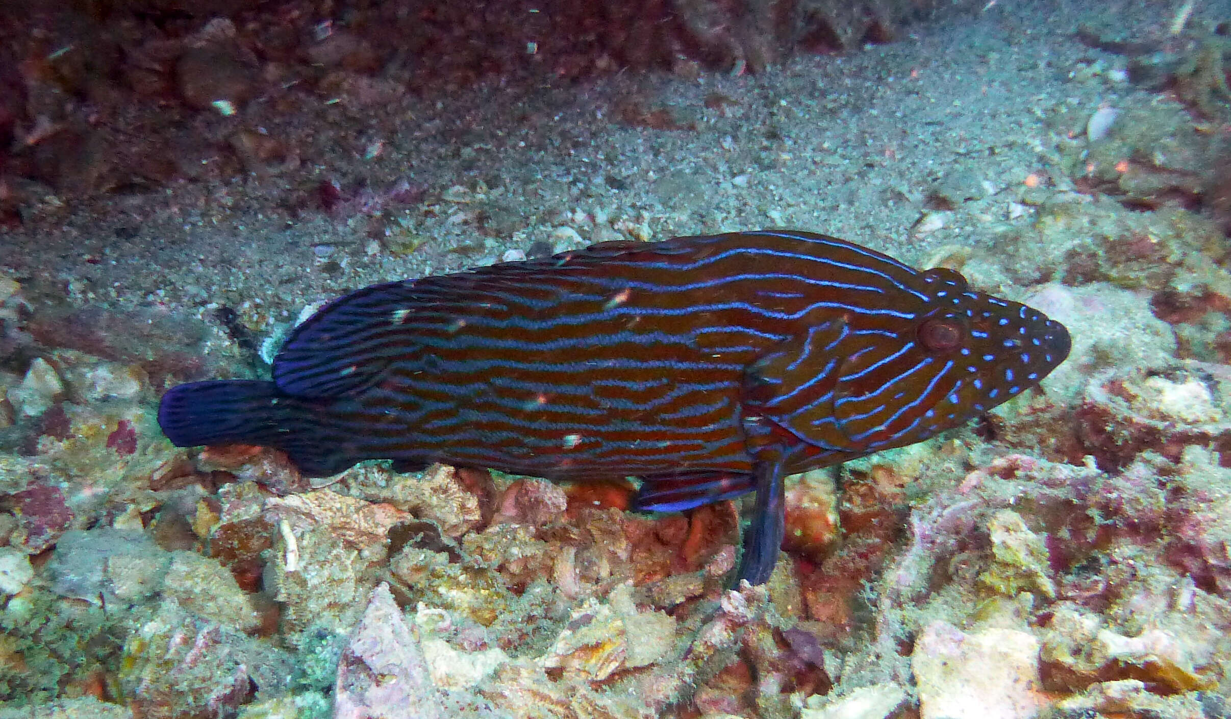 Image of Blue-lined Rock Cod