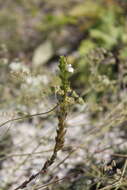 Image de Euphrasia pectinata Ten.