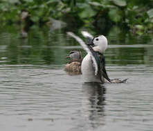 Image of Cotton Pygmy Goose