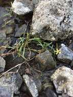 Image of grassleaf mudplantain