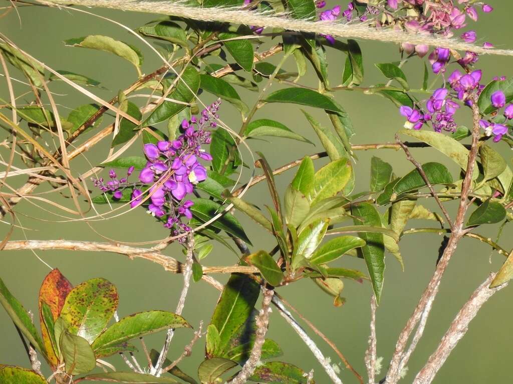 Image of Asemeia floribunda (Benth.) J. F. B. Pastore & J. R. Abbott