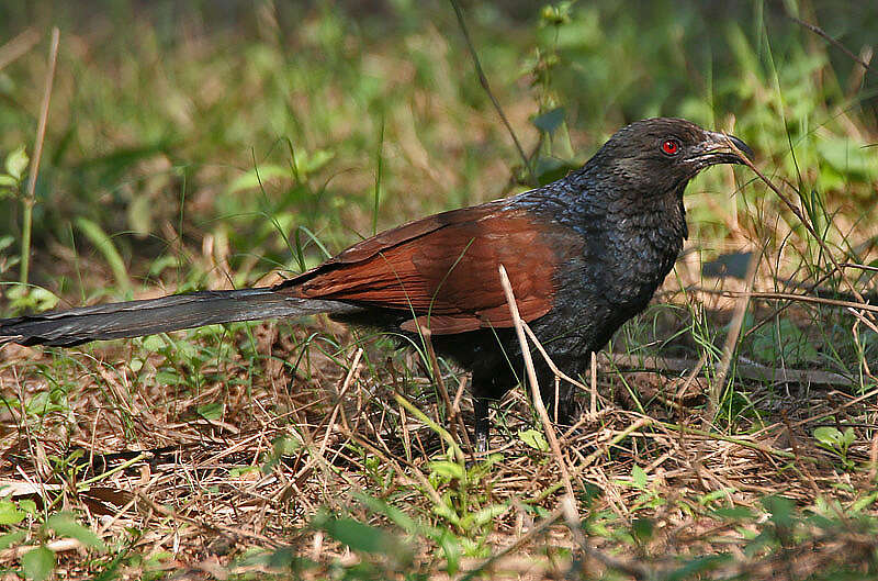 Imagem de Centropus sinensis (Stephens 1815)