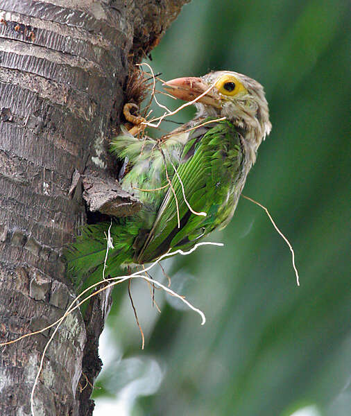 Psilopogon lineatus (Vieillot 1816) resmi