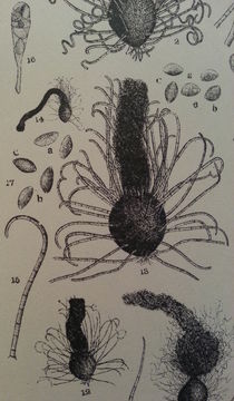 Image of Chaetomium