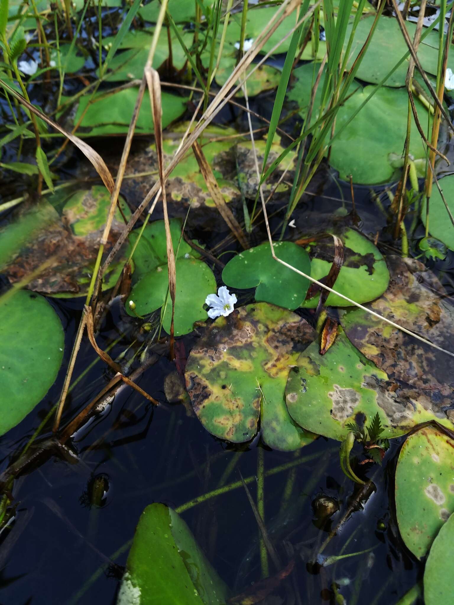 Image of white water snowflake