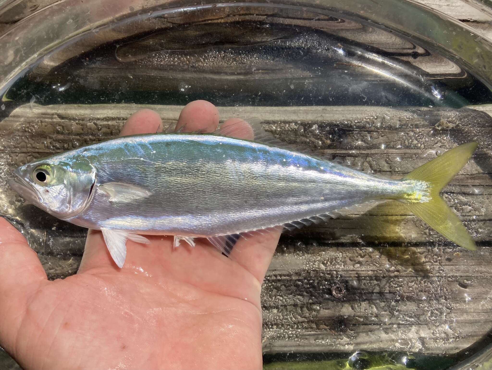 Image of Leatherjacket fish