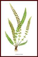 Image of Green Spleenwort