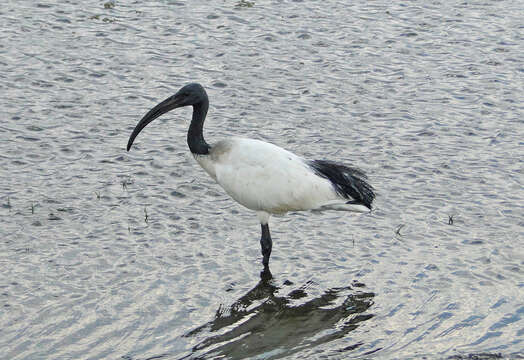 Image of Threskiornithinae