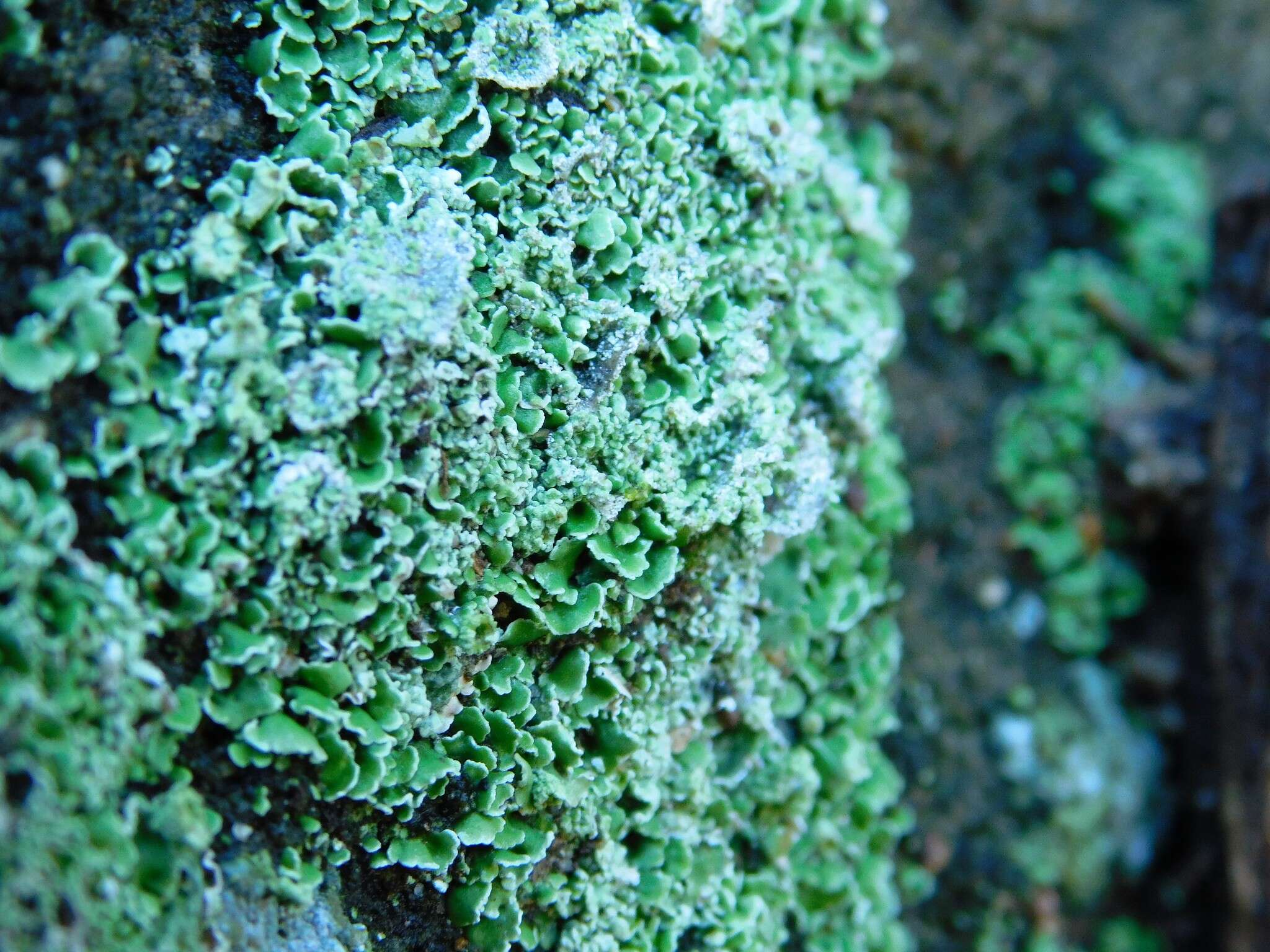 Image de Cladonia firma (Nyl.) Nyl.