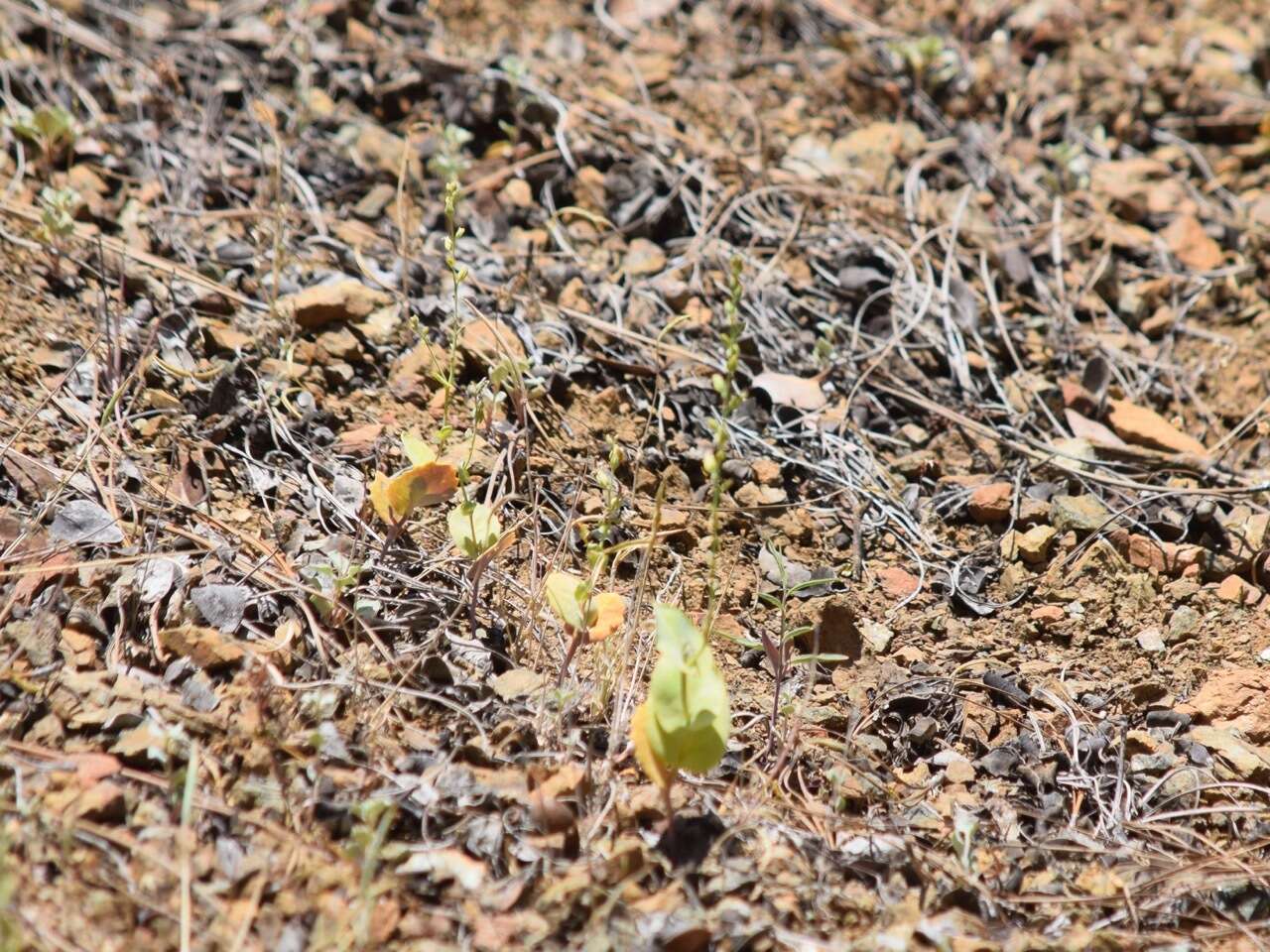 Image de Streptanthus drepanoides Kruckeb. & J. L. Morrison