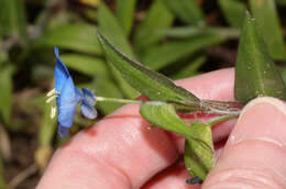 Image of Commelina quitensis Benth.