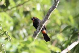 Melopyrrha violacea (Linnaeus 1758)的圖片