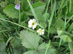 Image of Hautbois Strawberry