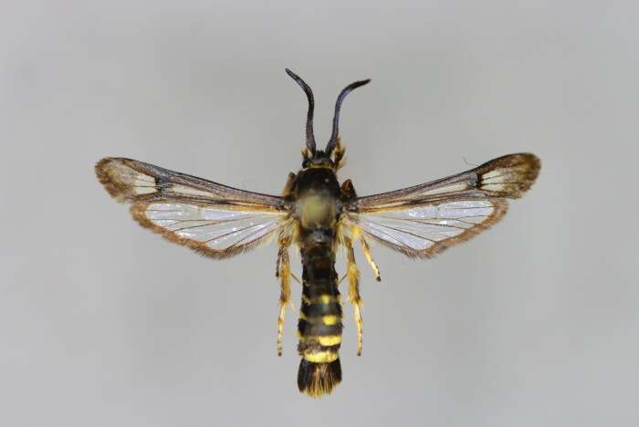 Image of Raspberry Clearwing