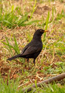 Слика од Turdus merula cabrerae Hartert 1901