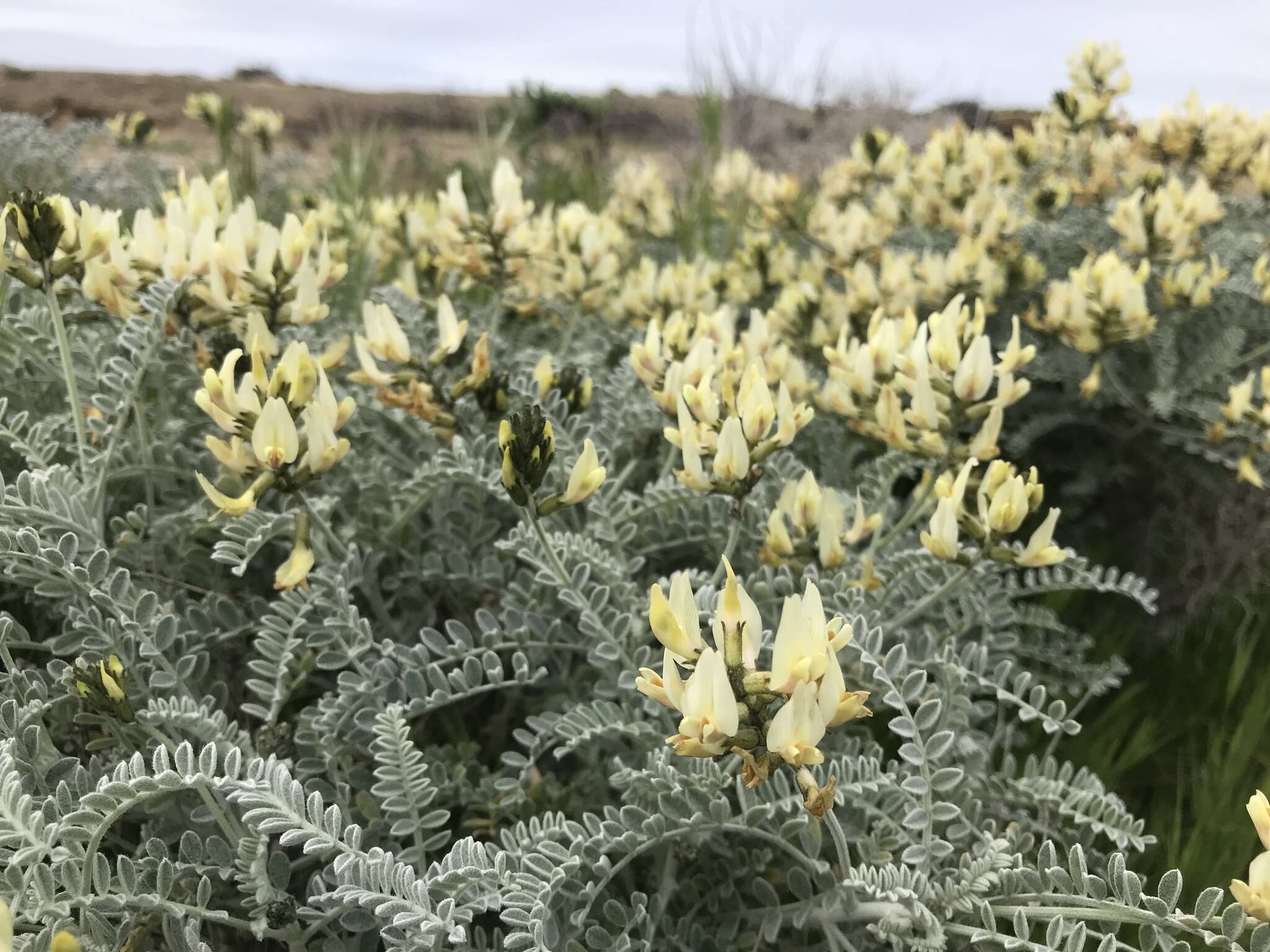 صورة Astragalus traskiae Eastw.