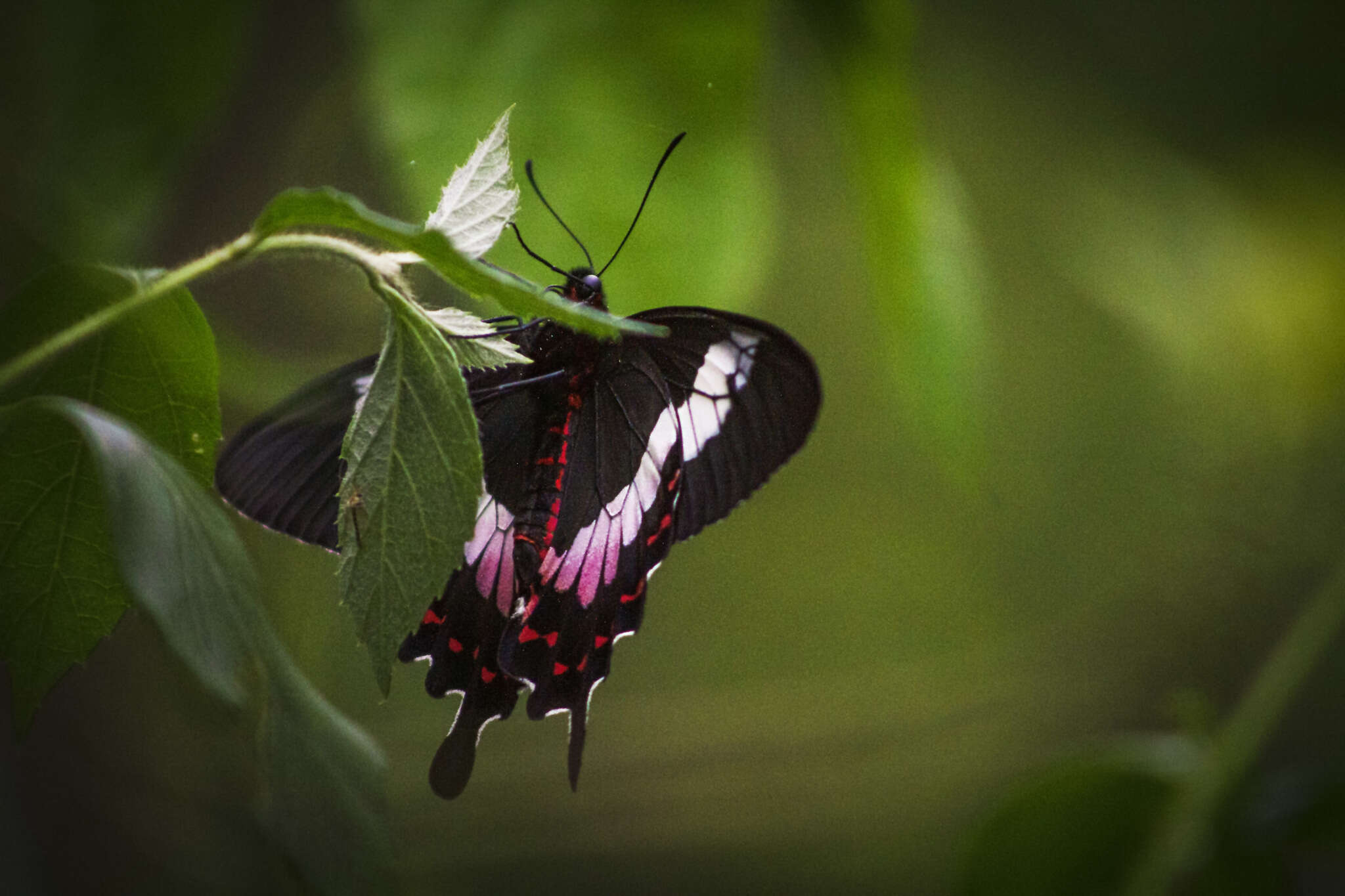 Parides ascanius (Cramer (1775))的圖片