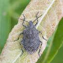 Image of Four-humped Stink Bug