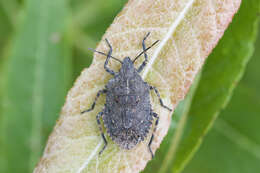 Image of Four-humped Stink Bug