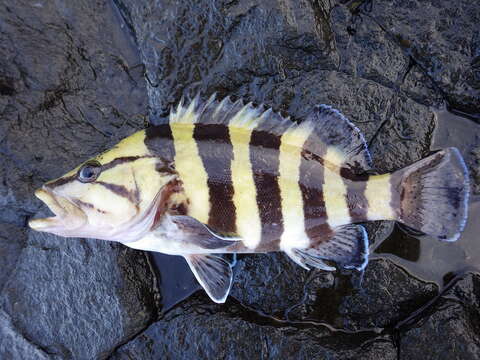 Image of Yellowbanded perch