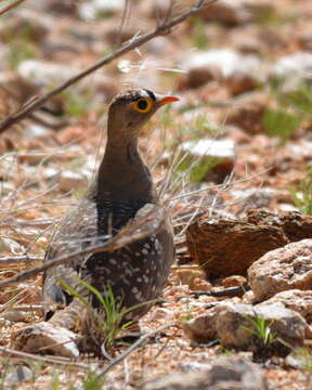 Image of Double-banded Sandgrouse