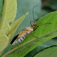 صورة Zelus laticornis (Herrich-Schaeffer 1850)