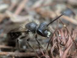 Image of Bradley's Andrena