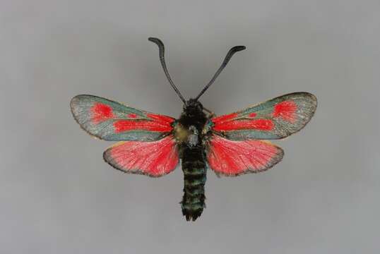 Image of Zygaena punctum Ochsenheimer 1808