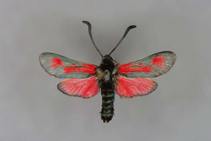 Image of Zygaena punctum Ochsenheimer 1808