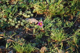 صورة Pulsatilla tenuiloba (Hayek) Juzepczuk