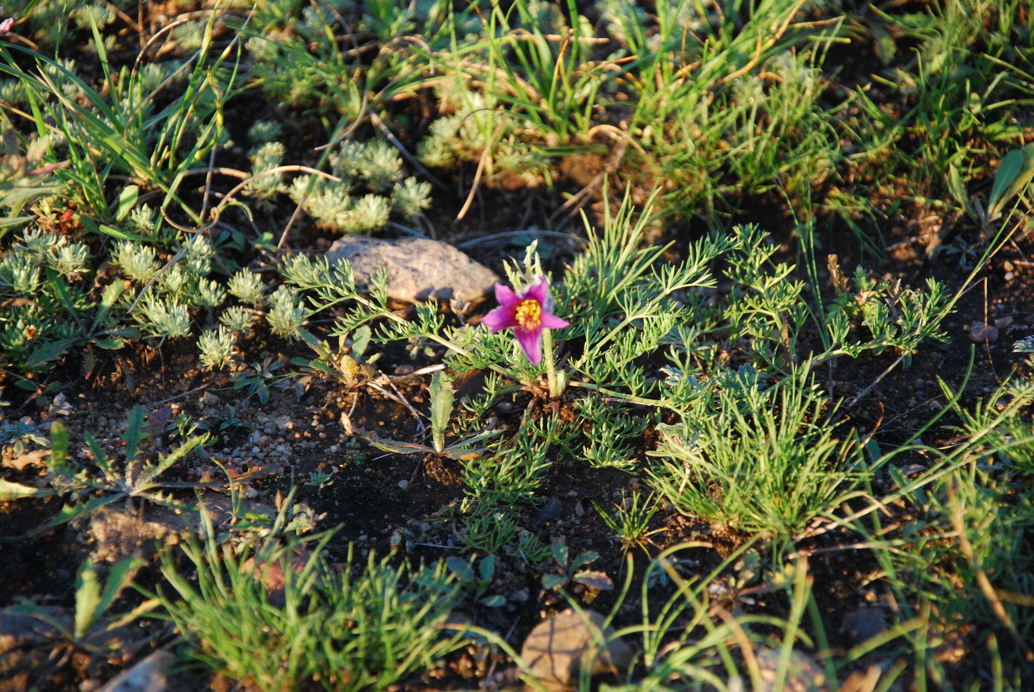 صورة Pulsatilla tenuiloba (Hayek) Juzepczuk