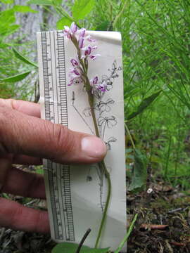 Plancia ëd Galearis rotundifolia f. lineata