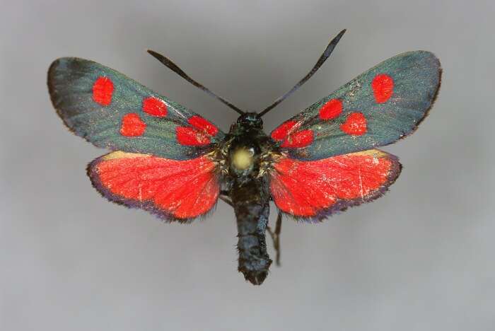 Image of Zygaena angelicae Ochsenheimer 1808