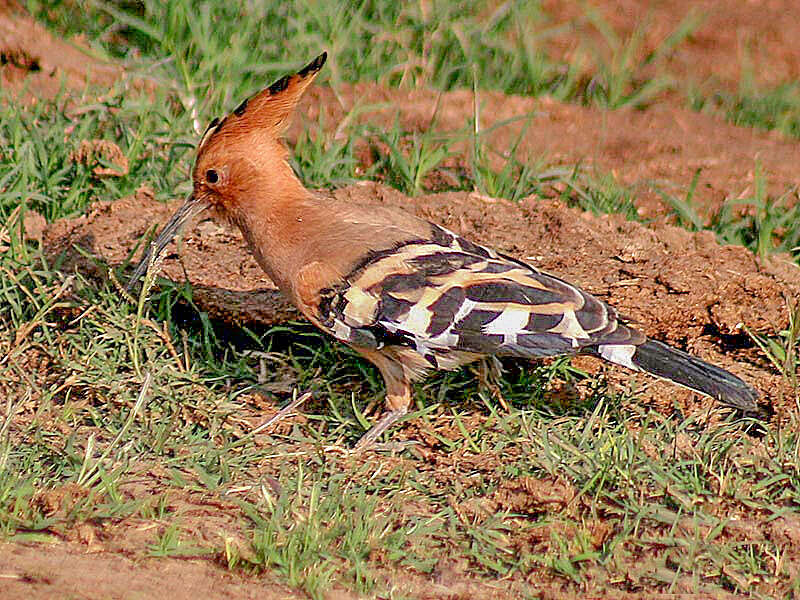 Imagem de Upupa Linnaeus 1758