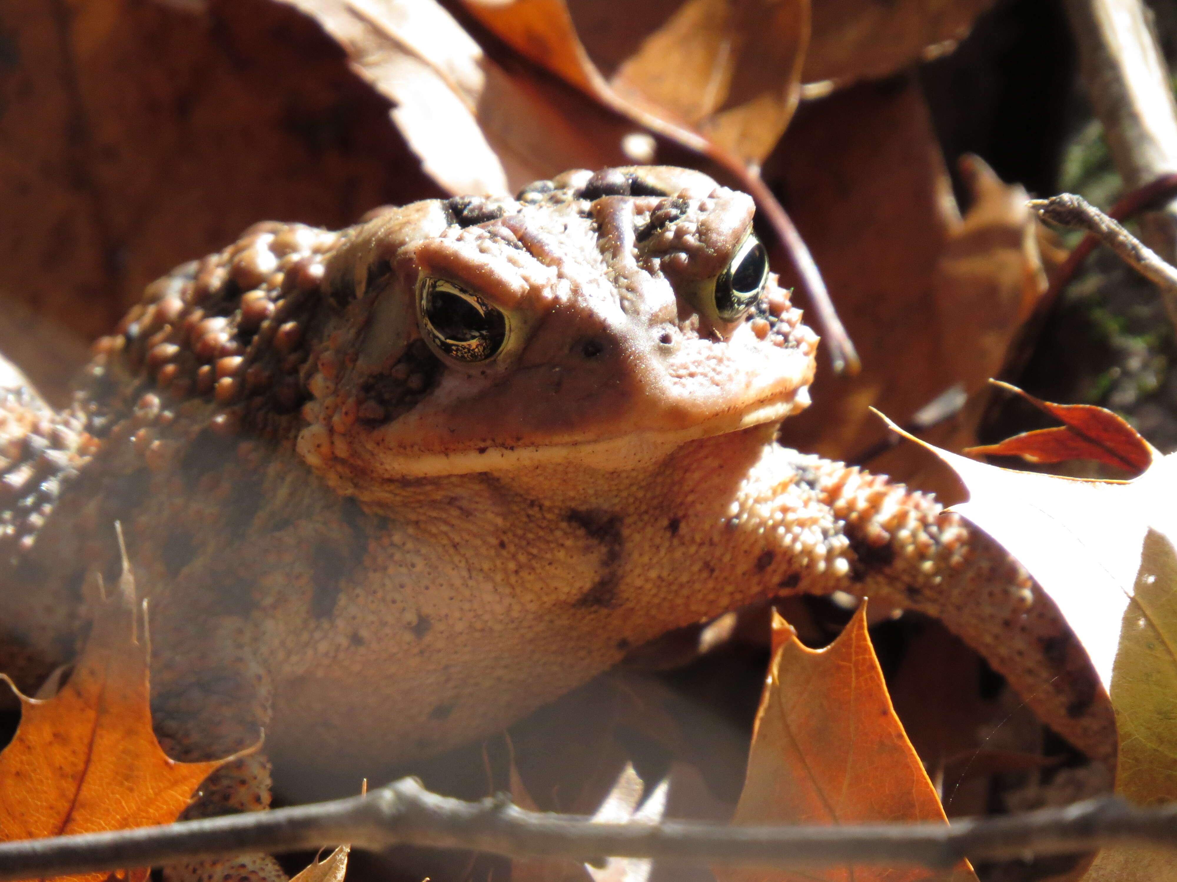 Image de Anaxyrus americanus (Holbrook 1836)