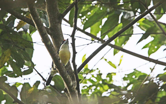 Image of Orange-fronted Barbet