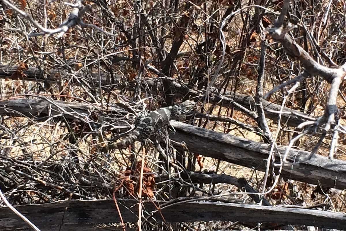 Image of Cape Spinytail Iguana