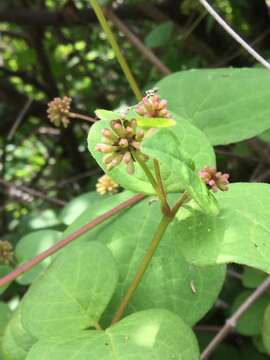 Imagem de Pisoniella arborescens (Lag. & Rodr.) Standl.