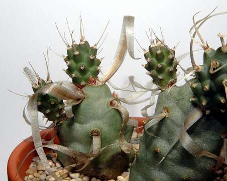 Image of Tephrocactus articulatus